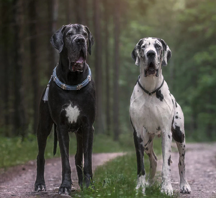 beagle seller mumbai